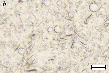 fig3b